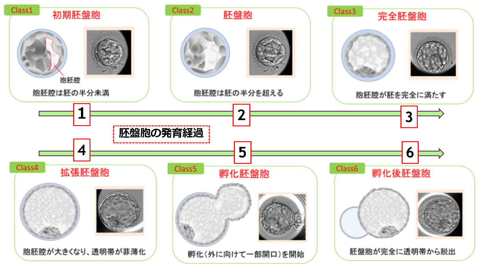 胚盤胞のグレード評価 – 生殖医療情報 メディノート